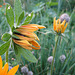 aufblühende Rudbeckia