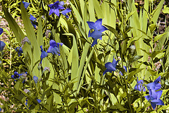 Blue Dianthus – National Arboretum, Washington DC
