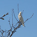 corella in our garden