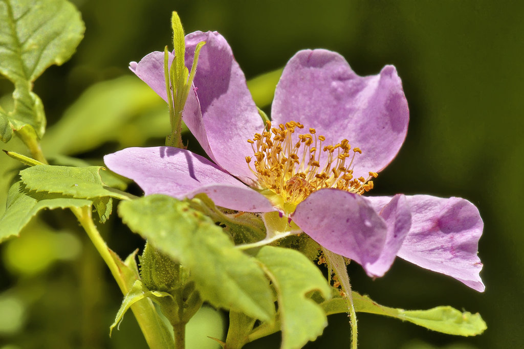 Garden Cosmos – Brookside Gardens, Silver Spring, Maryland