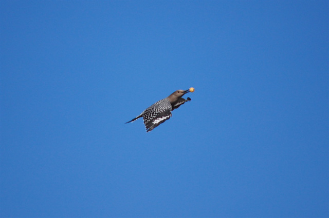 Gila Woodpecker