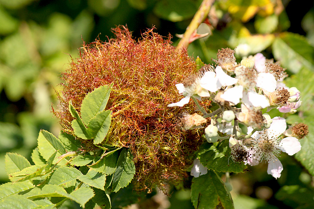 Robin's Pincushion Gall