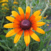 Rudbeckia