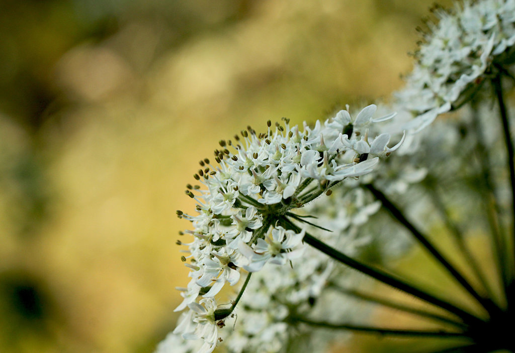 Common Hogweed Spike