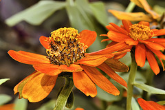 A Side of Zinnias – Brookside Gardens, Silver Spring, Maryland