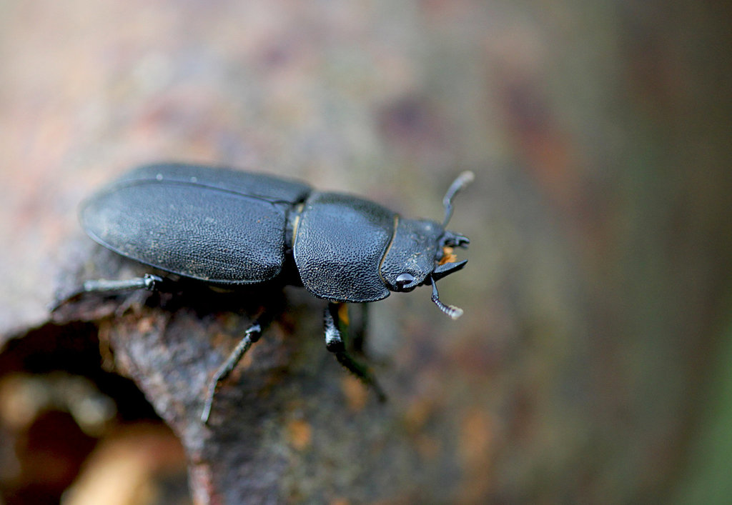 Lesser Stag Beetle @ Combe Haven Valley