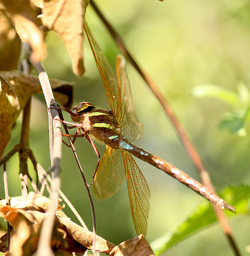 Brown Hawker