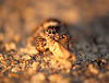 Patio Life: Jumping Spider Face