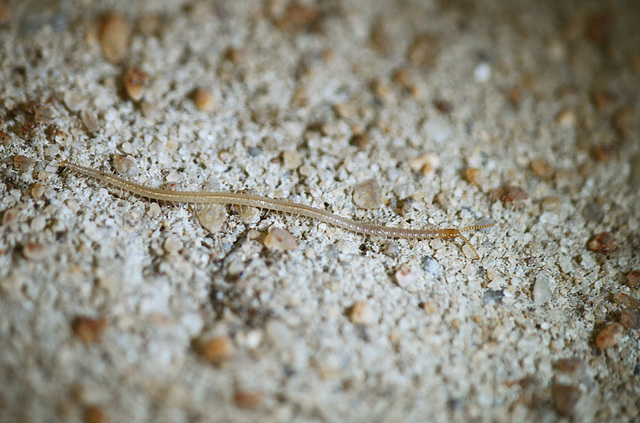 Patio Life: Centipede