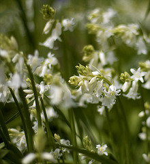 whitebells