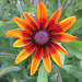 Rudbeckia