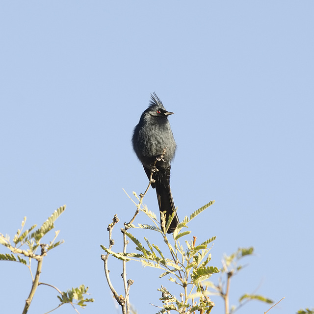 Phainopepla