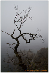 baum über lyseklippen