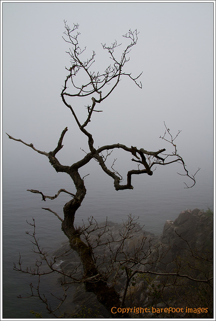 baum über lyseklippen