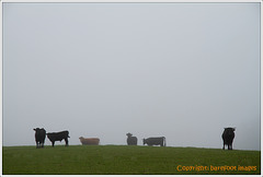 kühe im nebel