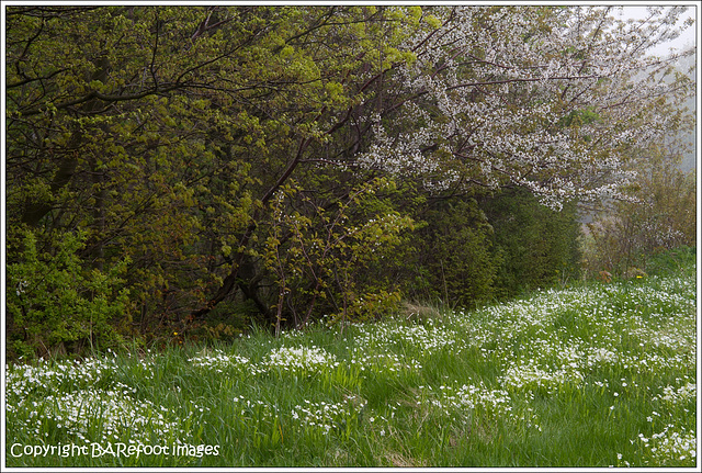 wiese mit sternmiere vor kirschblüten