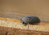 Unknown Beetle