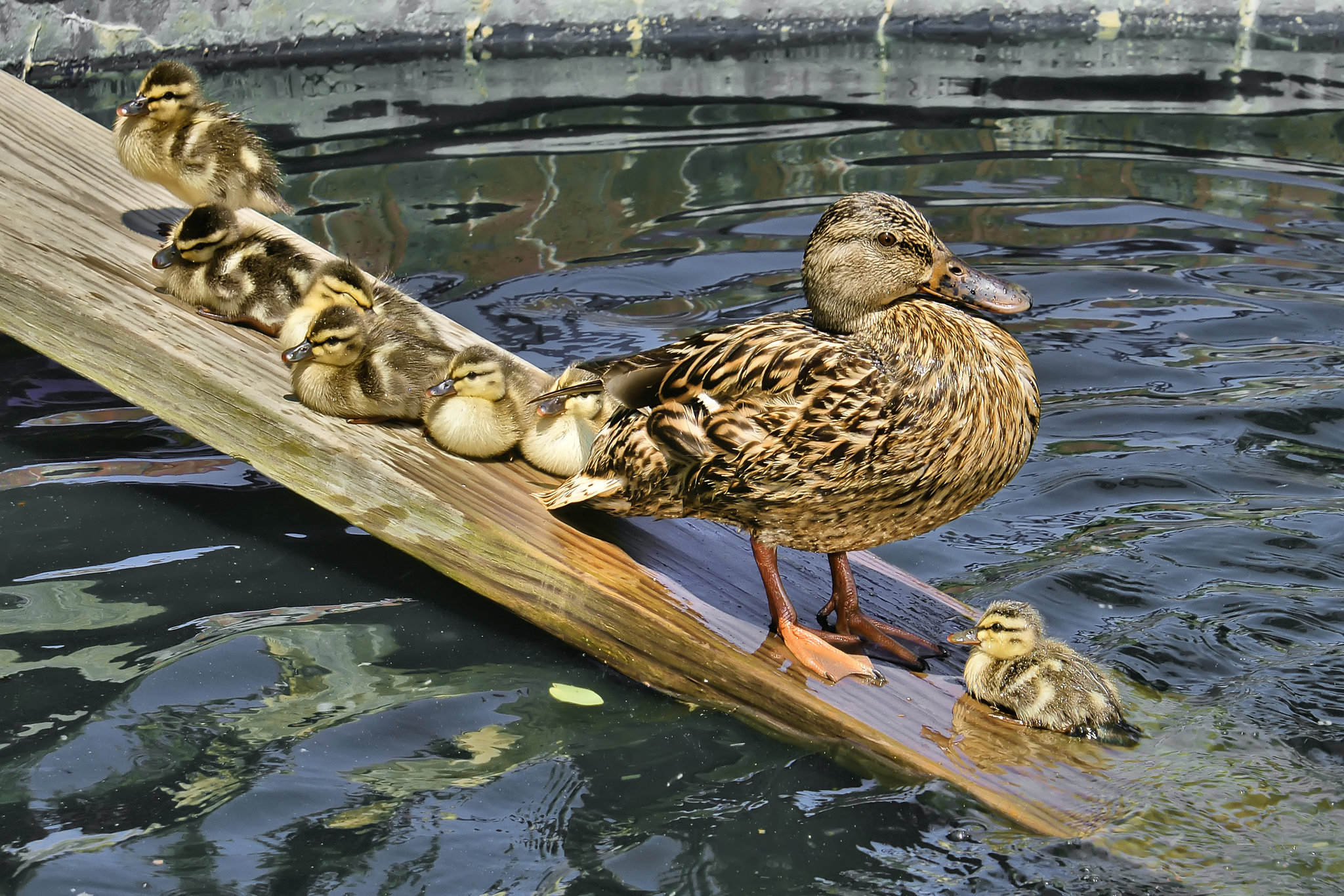 Get With the Program! – National Arboretum, Washington DC