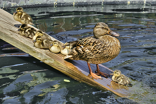 Get With the Program! – National Arboretum, Washington DC