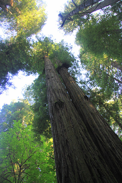 Redwoods