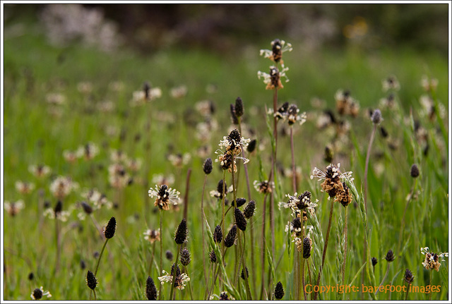 spitzwegerich - ribwort