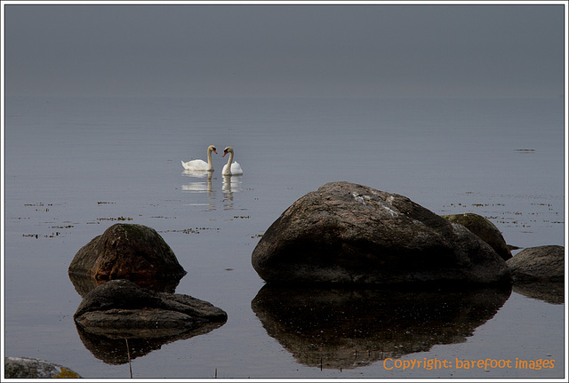 baltic sea with swans