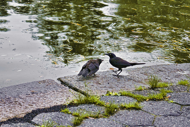 The Twa Corbies – Public Garden, Boston, Massachusetts