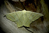 Swallow-tailed Moth