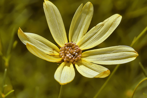 A Moonbeam to Charm You – Brookside Gardens, Silver Spring, Maryland