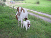 Margot und ihre Zicklein