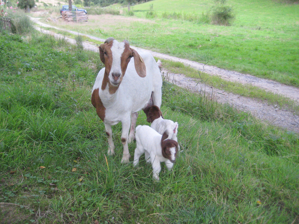 Margot und ihre Zicklein