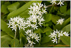 wild garlic