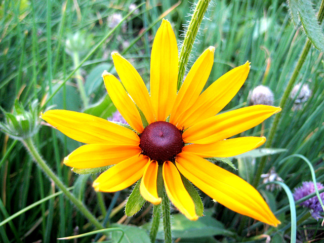 Rudbeckia