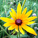 Rudbeckia