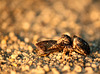 Patio Life: Jumping Spider