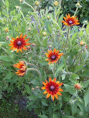 Rudbeckien