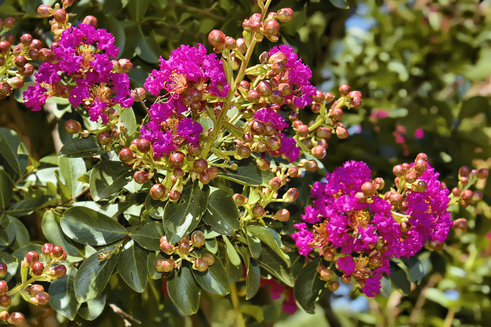 Crape Myrtle Flowers – National Arboretum, Washington DC