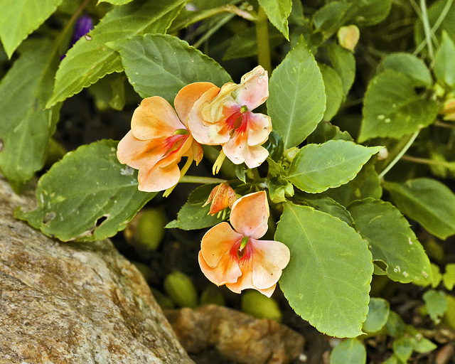 Peachy Keen – Brookside Gardens, Silver Spring, Maryland