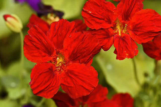 Red Nasturtiums – Brookside Gardens, Silver Spring, Maryland