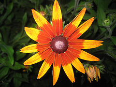 Rudbeckia