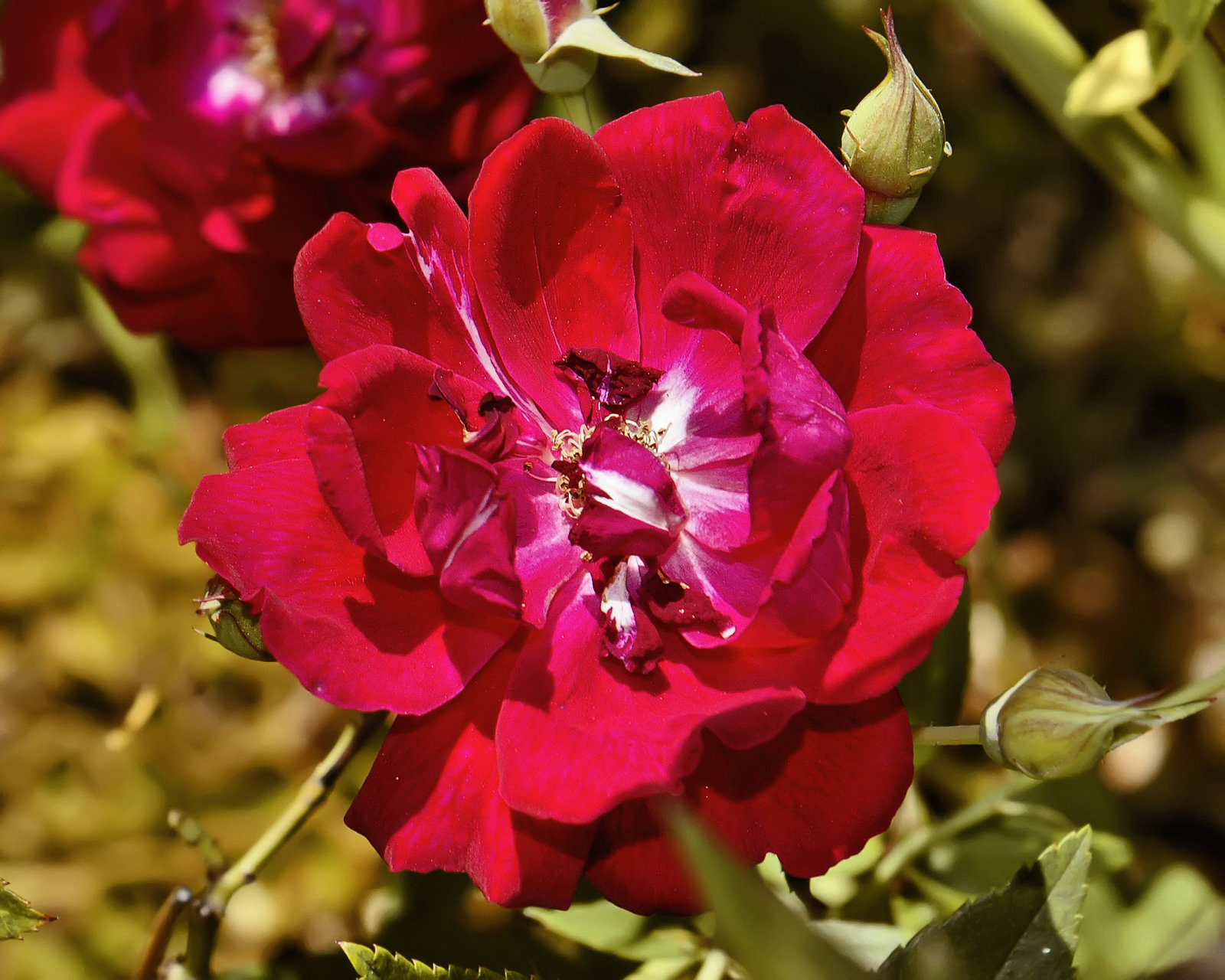 White Pearl in Red Dragon's Mouth – National Arboretum, Washington DC