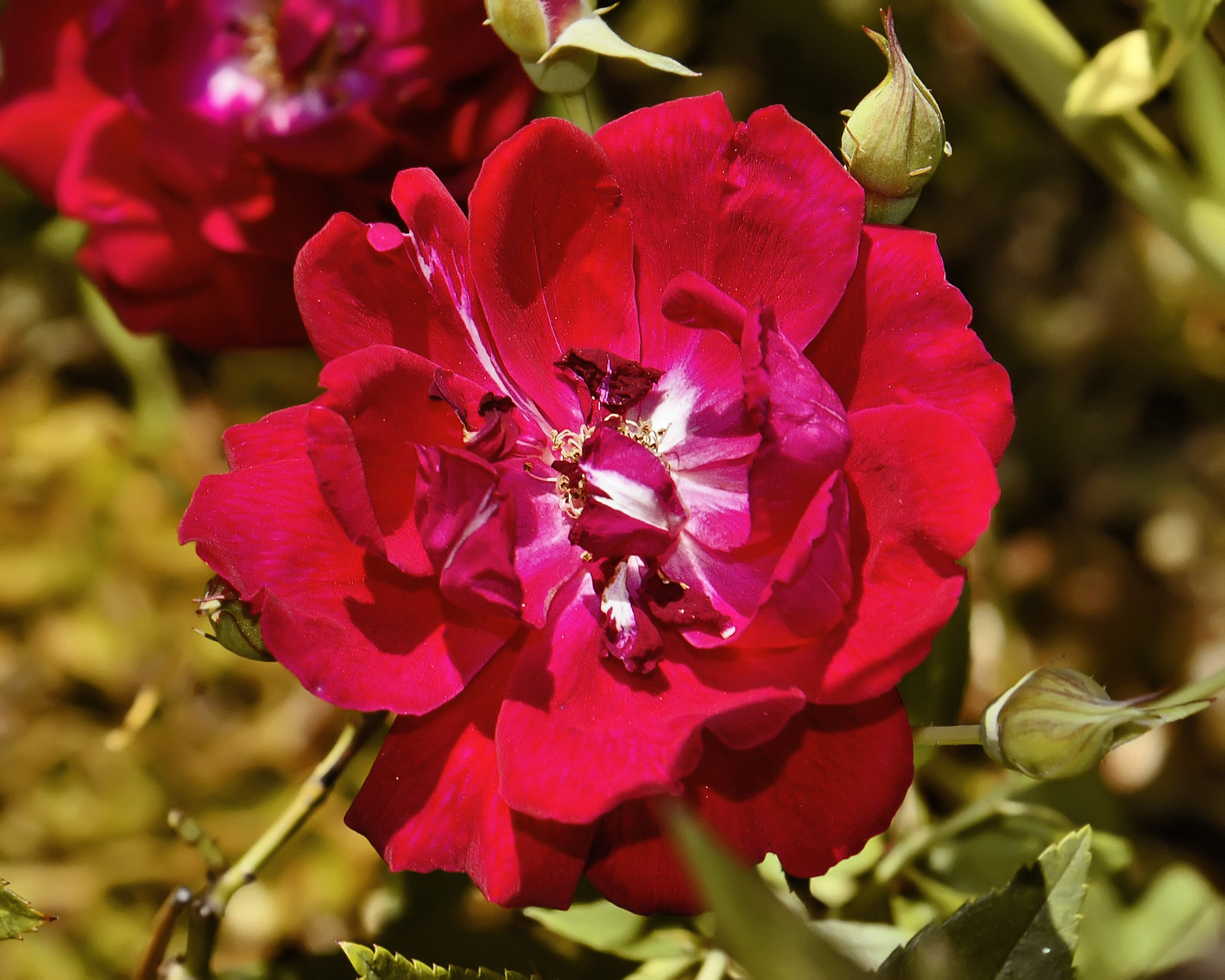 White Pearl in Red Dragon's Mouth – National Arboretum, Washington DC