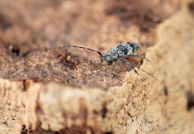 Longhorn Beetle