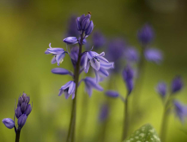 bluebells