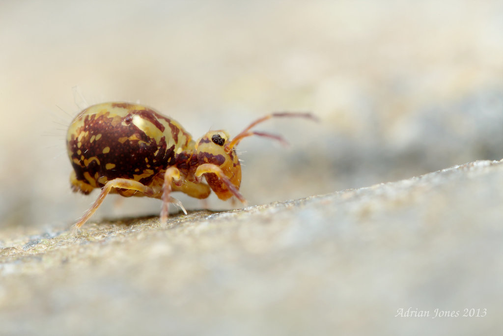 Dicyrtomina saundersi