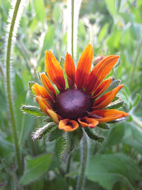 Rudbeckia