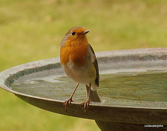 Orchard Cock Robin guarding the water supply