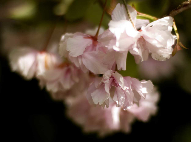 pink blossom