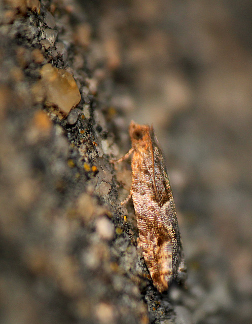 Holly Tortrix