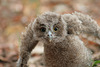 Baby Owl